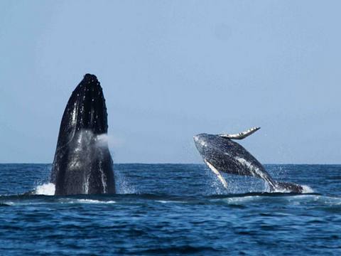 Photo 7 of Whale watching in Punta Sal 